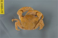 藏品(平背蜞)的圖片